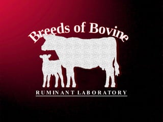 Breeds of Bovine RUMINANT LABORATORY 