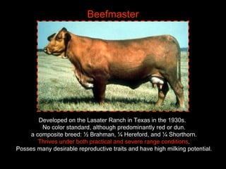 Breeds of Bovine | PPT
