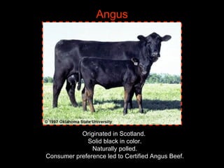 Breeds of Bovine | PPT