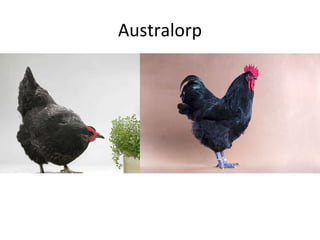 Australorp