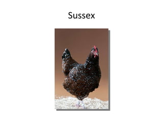 Sussex