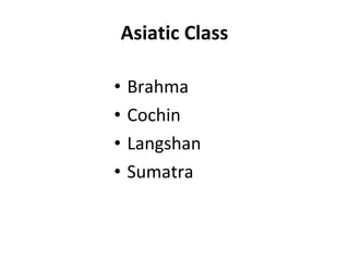 Asiatic Class Brahma Cochin Langshan Sumatra