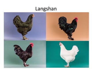 Langshan