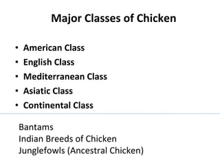 Major Classes of Chicken American Class English Class Mediterranean Class Asiatic Class Continental Class Bantams Indian Breeds of Chicken Junglefowls (Ancestral Chicken)