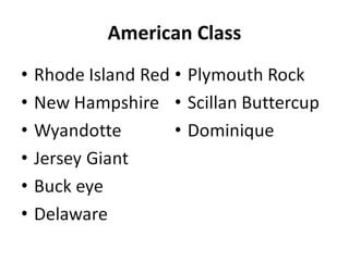 American Class