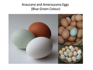 Araucana and Ameraucana Eggs (Blue Green Colour)