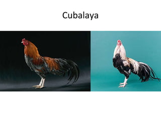 Cubalaya