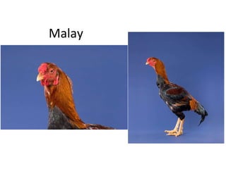 Malay