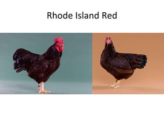 Rhode Island Red