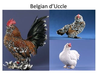 Belgian d’Uccle