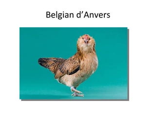 Belgian d’Anvers