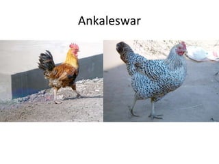 Ankaleswar