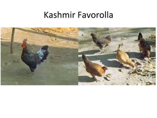 Kashmir Favorolla