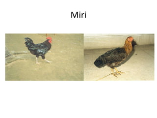 Miri