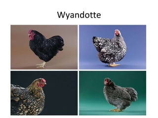 Wyandotte