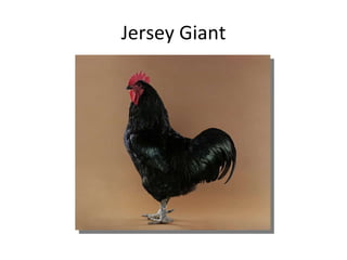 Jersey Giant