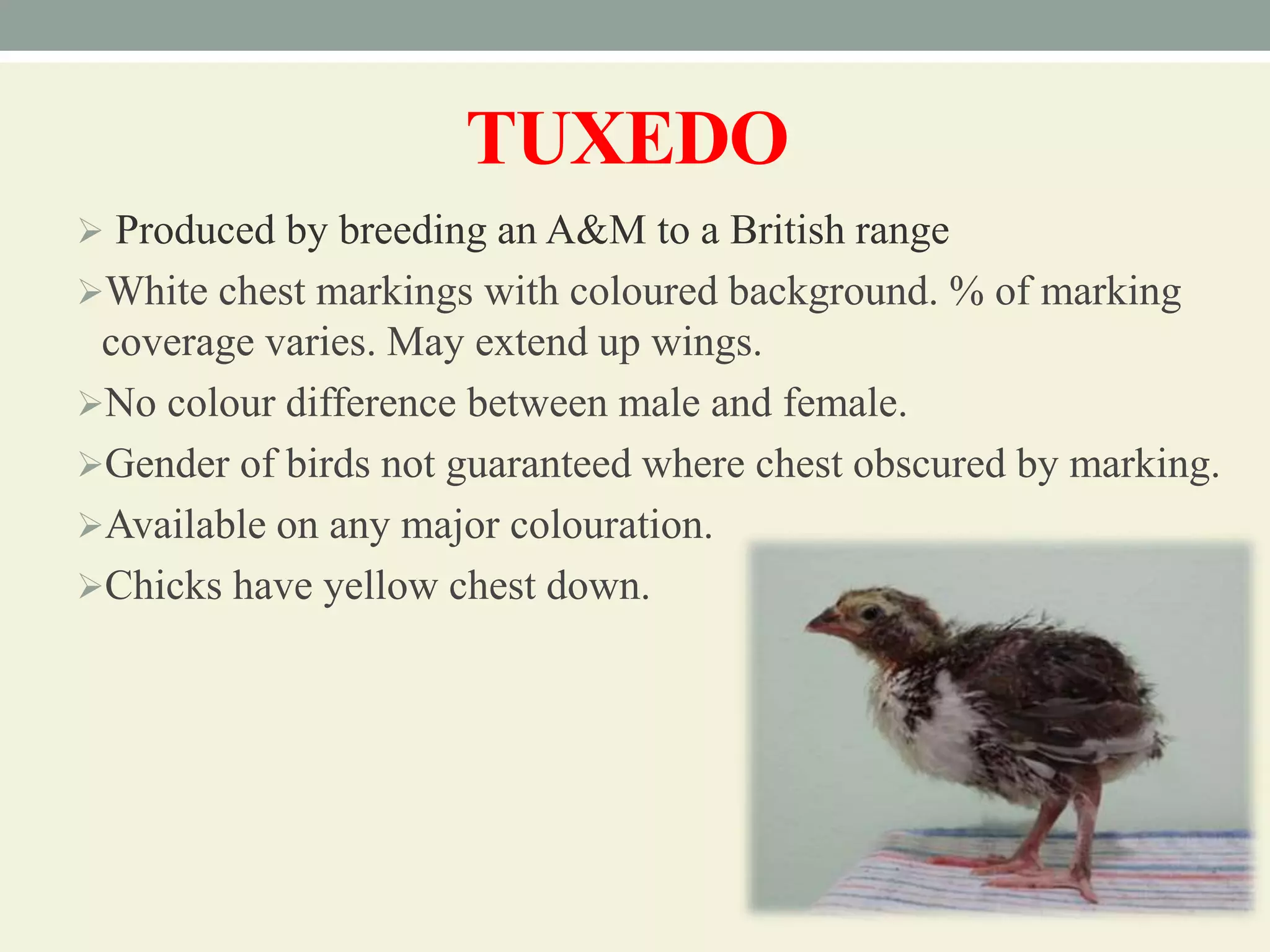 Breeds and varieties of quail | PPT