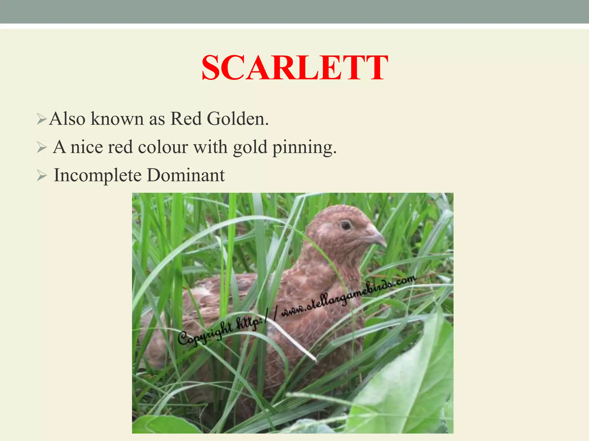 Breeds and varieties of quail | PPT