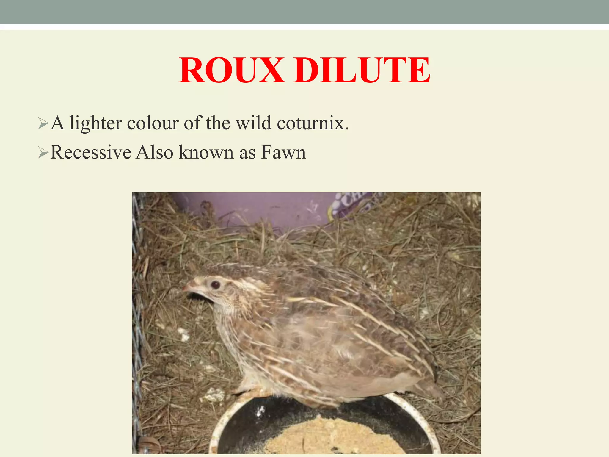 Breeds and varieties of quail | PPT