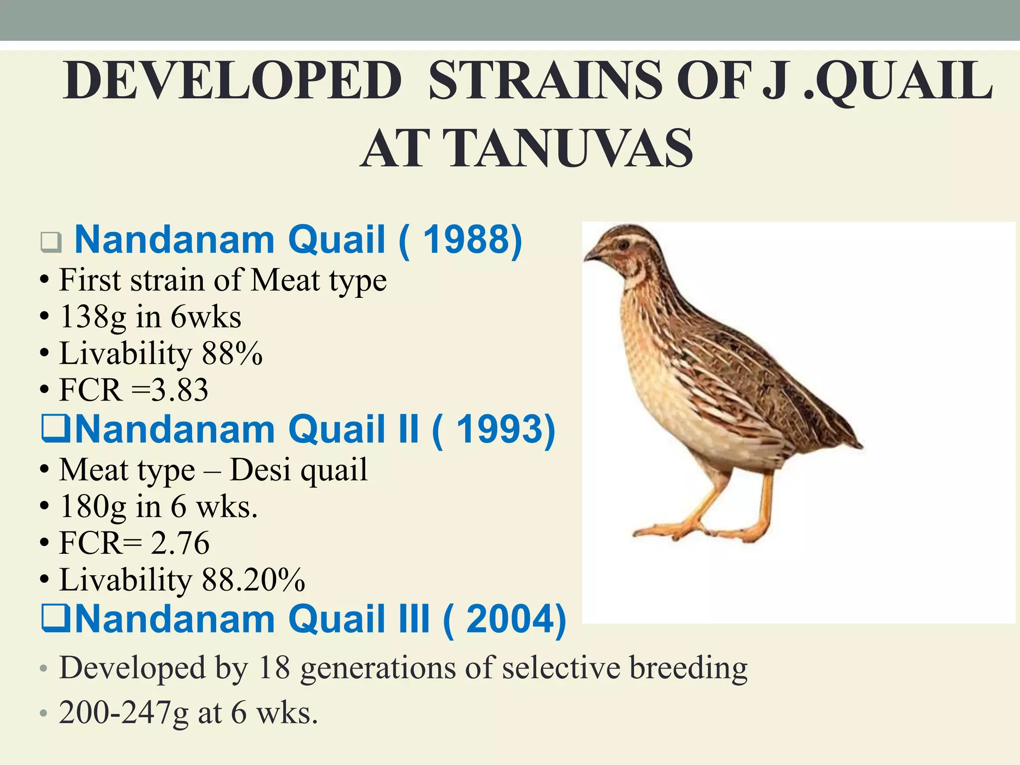 Breeds and varieties of quail | PPT