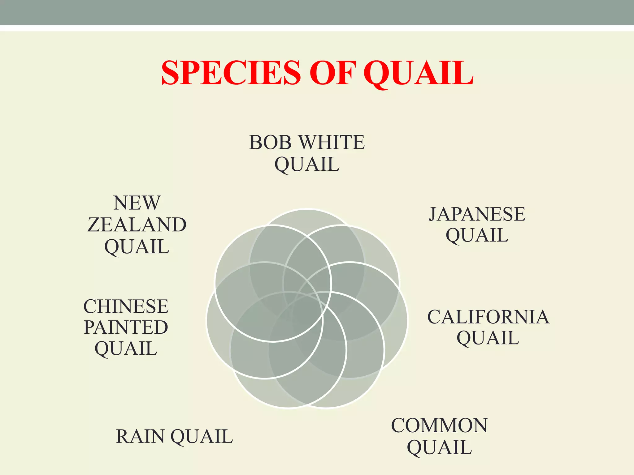 Breeds and varieties of quail | PPT