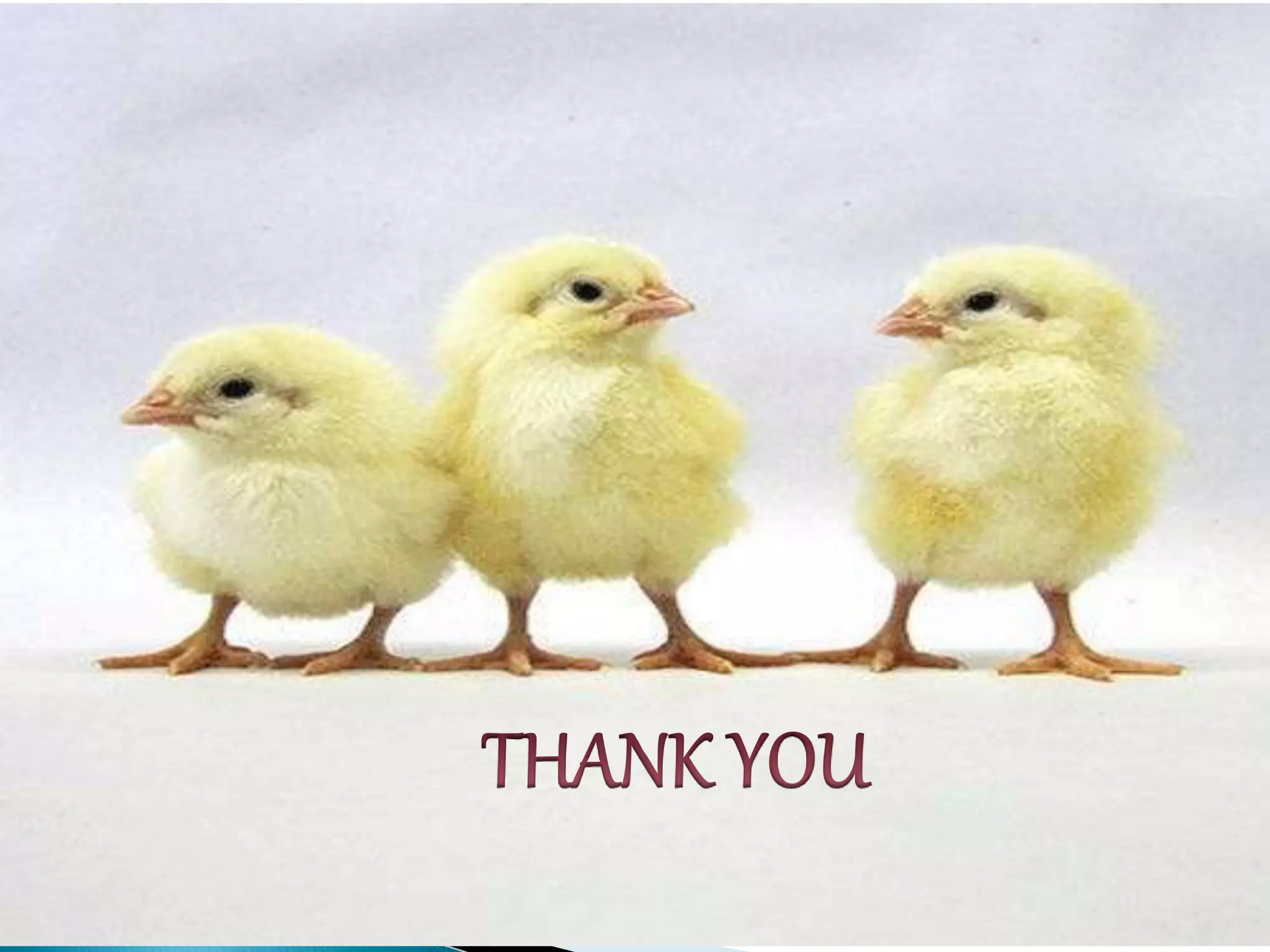 Breeds and varieties of quail | PPT