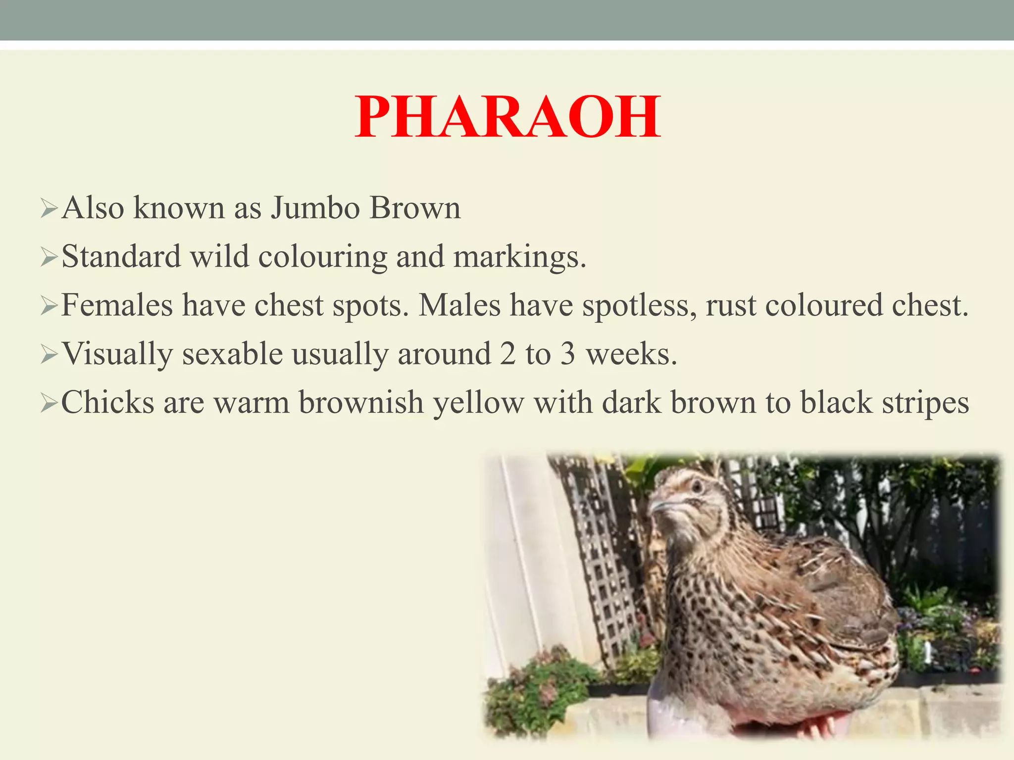 Breeds and varieties of quail | PPT