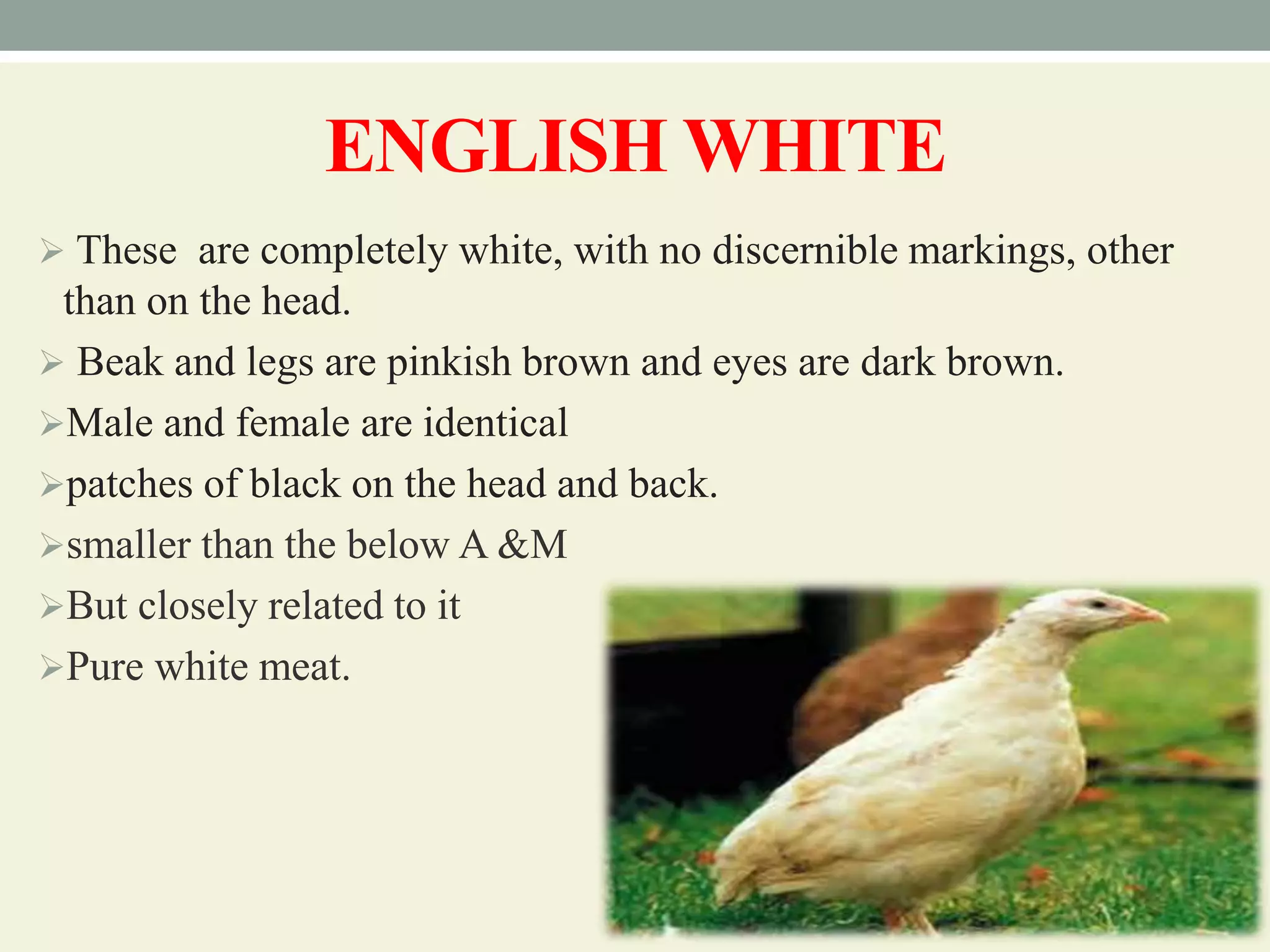 Breeds and varieties of quail | PPT