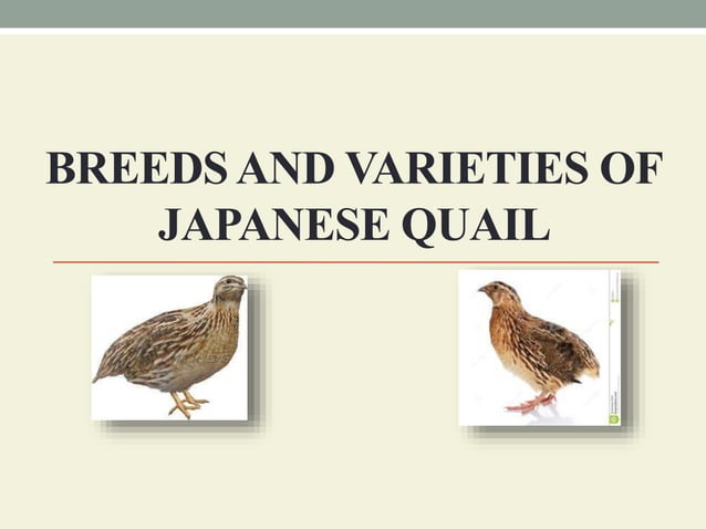 Breeds and varieties of quail | PPT