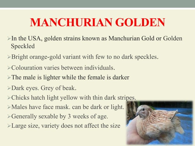 Breeds and varieties of quail | PPT