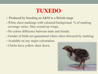 TUXEDO
 Produced by breeding an A&M to a British range
White chest markings with coloured background. % of marking
coverage varies. May extend up wings.
No colour difference between male and female.
Gender of birds not guaranteed where chest obscured by marking.
Available on any major colouration.
Chicks have yellow chest down.
 