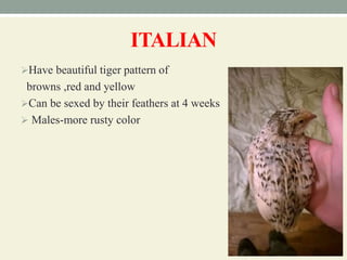 ITALIAN
Have beautiful tiger pattern of
browns ,red and yellow
Can be sexed by their feathers at 4 weeks
 Males-more rusty color
 