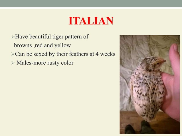 Breeds and varieties of quail | PPT