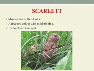 SCARLETT
Also known as Red Golden.
 A nice red colour with gold pinning.
 Incomplete Dominant
 