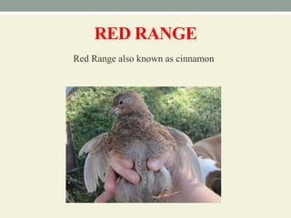 RED RANGE
Red Range also known as cinnamon
 