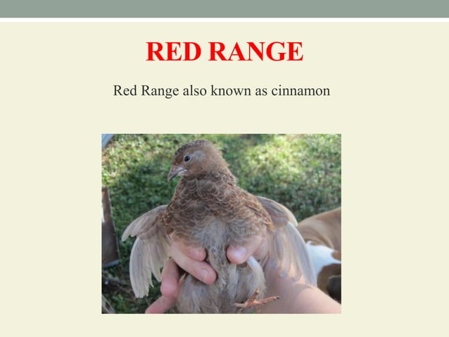 Breeds and varieties of quail | PPT