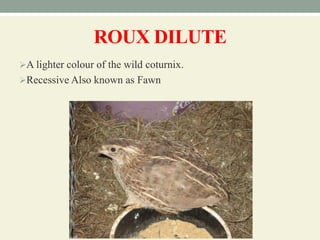 ROUX DILUTE
A lighter colour of the wild coturnix.
Recessive Also known as Fawn
 
