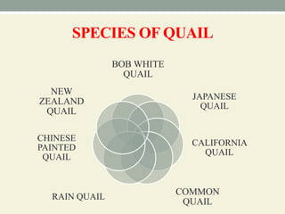 SPECIES OF QUAIL
BOB WHITE
QUAIL
JAPANESE
QUAIL
CALIFORNIA
QUAIL
COMMON
QUAIL
RAIN QUAIL
CHINESE
PAINTED
QUAIL
NEW
ZEALAND
QUAIL
 