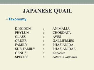 JAPANESE QUAIL
Taxonomy
KINGDOM : ANIMALIA
PHYLUM : CHORDATA
CLASS : AVES
ORDER : GALLIFRMES
FAMILY : PHASIANIDA
SUB-FAMILY : PHASIANIDAE
GENUS : Coturnix
SPECIES : coturnix Japonica
 