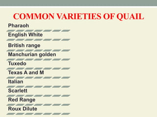 COMMON VARIETIES OF QUAIL
Pharaoh
English White
British range
Manchurian golden
Tuxedo
Texas A and M
Italian
Scarlett
Red Range
Roux Dilute
 