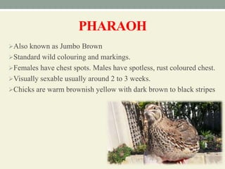 PHARAOH
Also known as Jumbo Brown
Standard wild colouring and markings.
Females have chest spots. Males have spotless, rust coloured chest.
Visually sexable usually around 2 to 3 weeks.
Chicks are warm brownish yellow with dark brown to black stripes
 