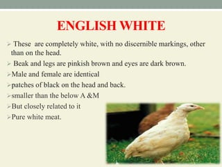 ENGLISH WHITE
 These are completely white, with no discernible markings, other
than on the head.
 Beak and legs are pinkish brown and eyes are dark brown.
Male and female are identical
patches of black on the head and back.
smaller than the below A &M
But closely related to it
Pure white meat.
 