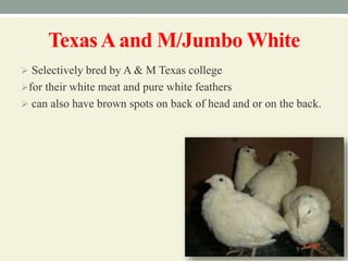 TexasAand M/Jumbo White
 Selectively bred by A & M Texas college
for their white meat and pure white feathers
 can also have brown spots on back of head and or on the back.
 