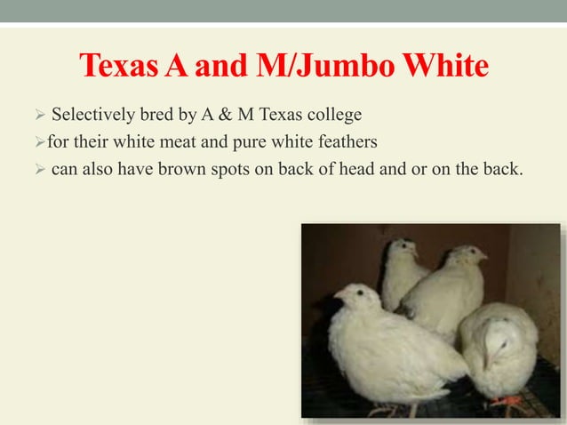 Breeds and varieties of quail | PPT