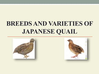 BREEDSAND VARIETIES OF
JAPANESE QUAIL
 
