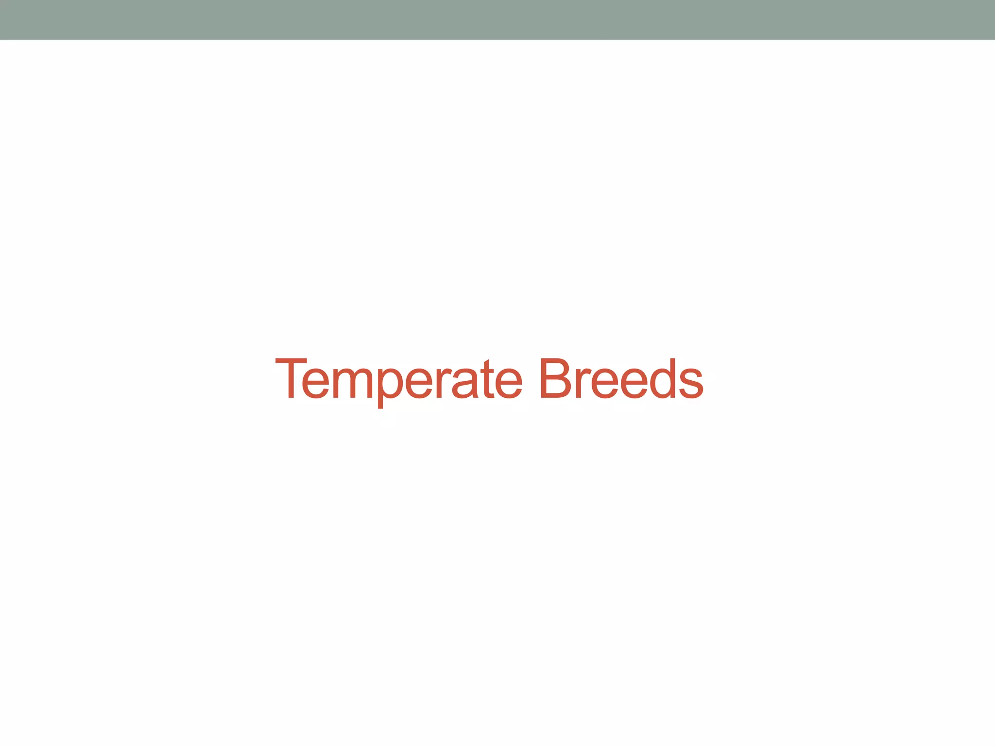 Breeds of Beef Cattle .ppt