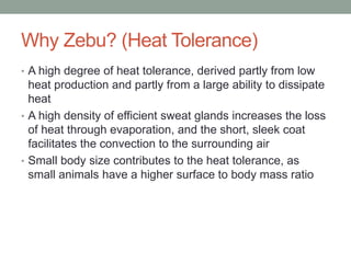 Why Zebu? (Heat Tolerance)
• A high degree of heat tolerance, derived partly from low
heat production and partly from a large ability to dissipate
heat
• A high density of efficient sweat glands increases the loss
of heat through evaporation, and the short, sleek coat
facilitates the convection to the surrounding air
• Small body size contributes to the heat tolerance, as
small animals have a higher surface to body mass ratio
 