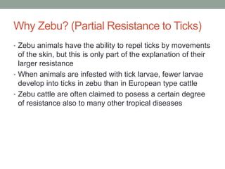 Why Zebu? (Partial Resistance to Ticks)
• Zebu animals have the ability to repel ticks by movements
of the skin, but this is only part of the explanation of their
larger resistance
• When animals are infested with tick larvae, fewer larvae
develop into ticks in zebu than in European type cattle
• Zebu cattle are often claimed to posess a certain degree
of resistance also to many other tropical diseases
 