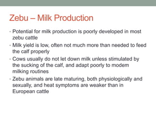 Zebu – Milk Production
• Potential for milk production is poorly developed in most
zebu cattle
• Milk yield is low, often not much more than needed to feed
the calf properly
• Cows usually do not let down milk unless stimulated by
the sucking of the calf, and adapt poorly to modem
milking routines
• Zebu animals are late maturing, both physiologically and
sexually, and heat symptoms are weaker than in
European cattle
 
