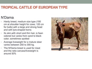TROPICAL CATTLE OF EUROPEAN TYPE
N'Dama:
• Hardy breed, medium size type (100
cm at shoulder height for cows; 120 cm
for bulls) with a large and strong head
and with lyre-shaped horns
• Its skin,with short and thin hair, is fawn
colored but varies from sand to black
color, sometimes spotted
• Average liveweight for a mature steer
varies between 250 to 300 kg.
• The N'Dama breed is used for meat
and the ratio carcass/liveweight is
around 50%
 